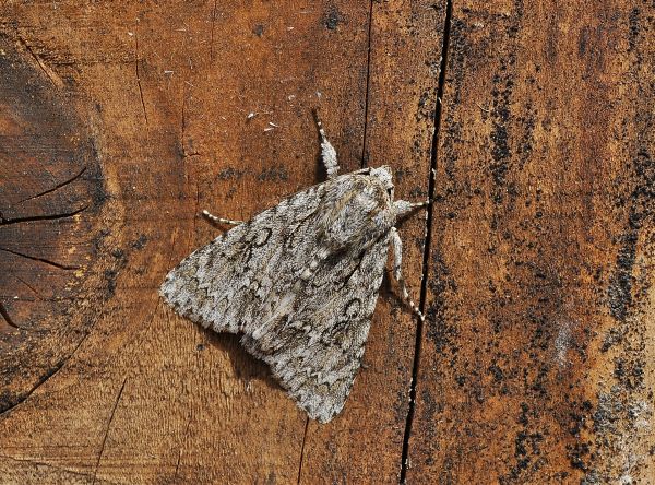 Acronicta aceris? S