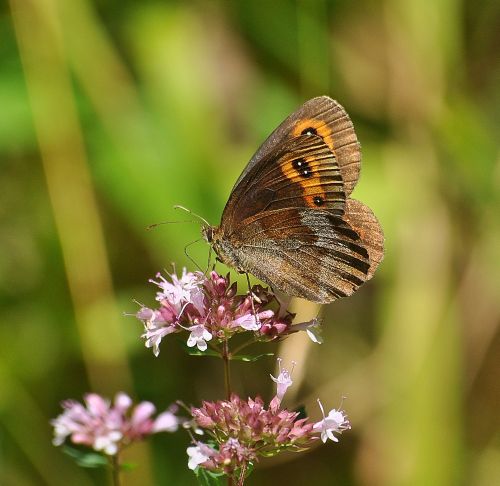 Erebia aethiops