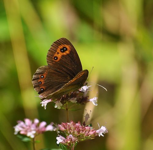 Erebia aethiops