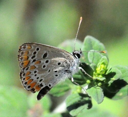 Aricia agestis ?