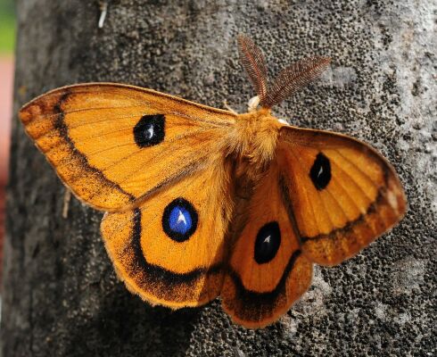 Saturniidae di Pogno