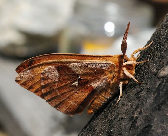 Saturniidae di Pogno