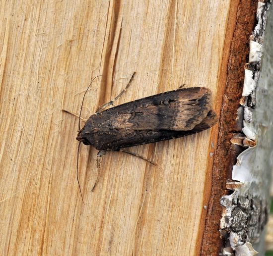 Agrotis ipsilon, Helicoverpa armigera e Xestia xanthographa