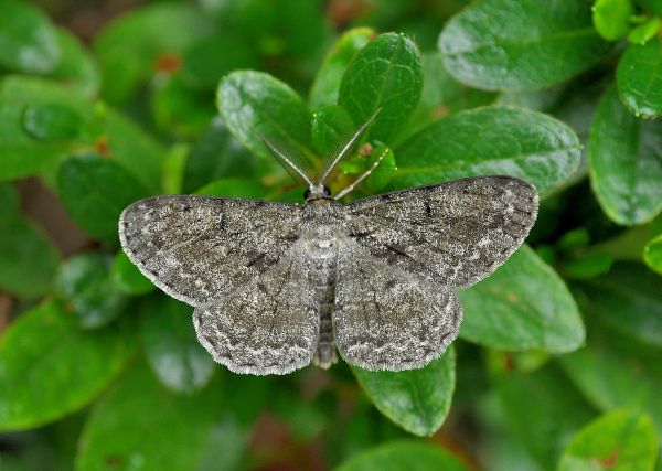 aiuto id: Cfr. Alcis repandata e Hypomecis roboraria - Geometridae