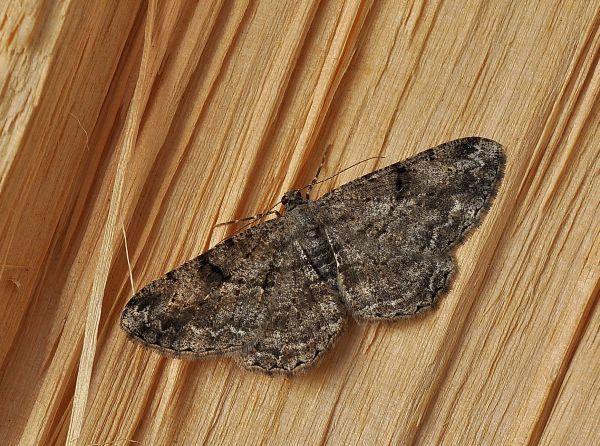 aiuto id - Peribatodes rhomboidaria, Geometridae