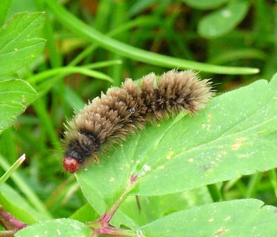 Bruchi di Amata phegea?