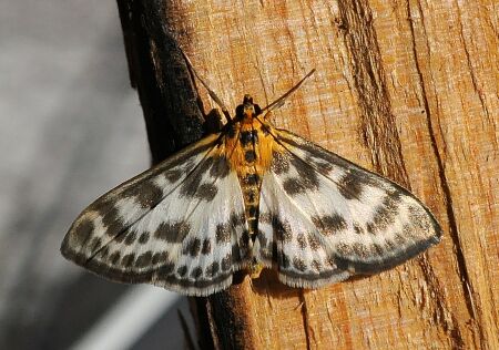 Anania hortulata ?