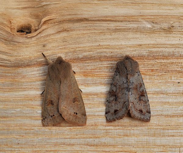 alla partenza per la primavera: Noctuidae e Geometridae