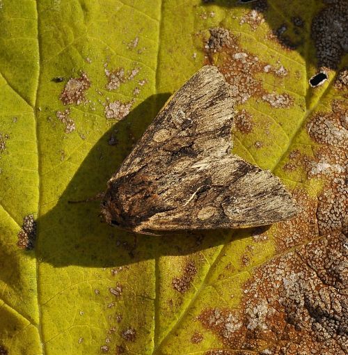 Apamea monoglypha ?