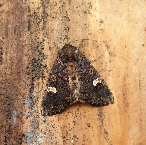 Apamea rubrirena? No, Melanchra persicariae, Noctuidae