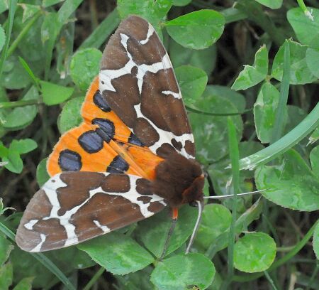 Arctidae di Pogno