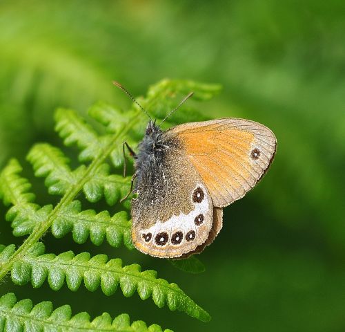 Coenonympha arcania ciuca