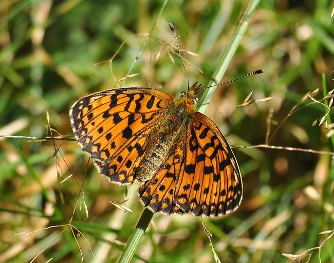 Argynnis (Fabriciana) adippe, Nymphalidae