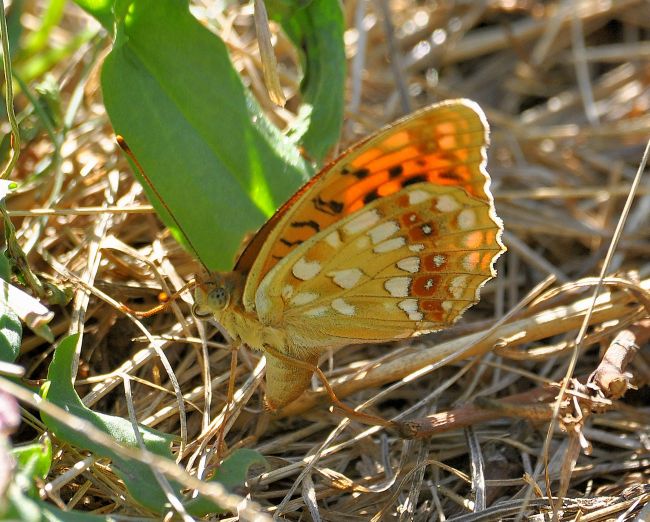 Argynnis (Fabriciana) adippe, Nymphalidae