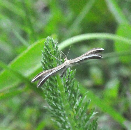 pterophorus