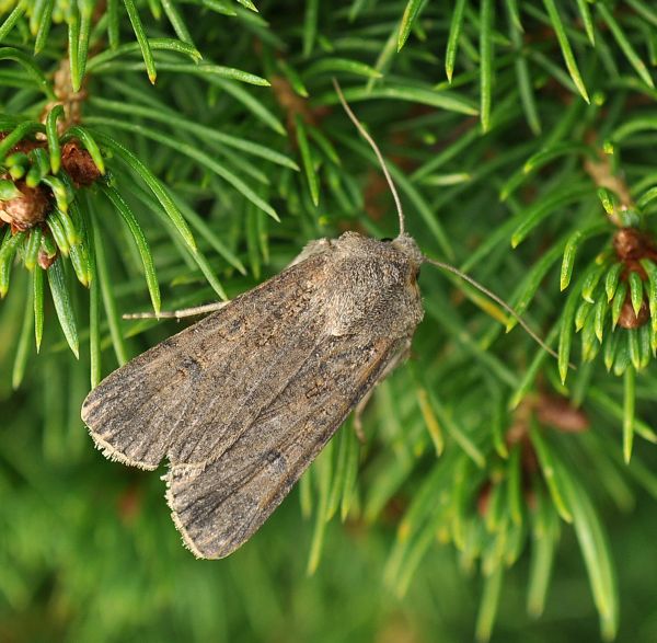 Agrotis segetum?