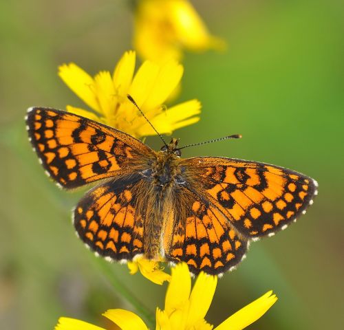 Melitaea athalia ?