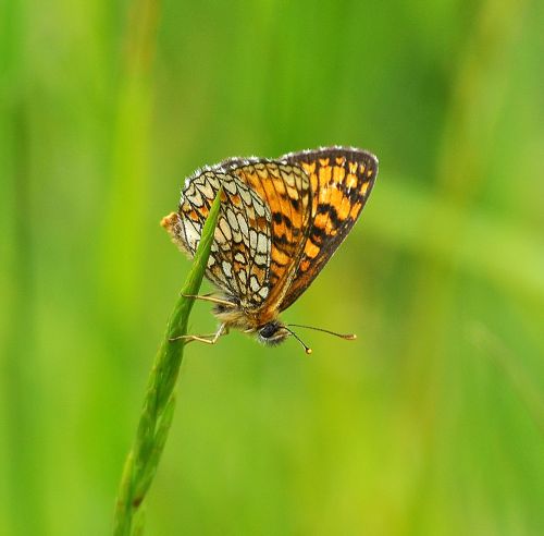 Melitaea athalia ?