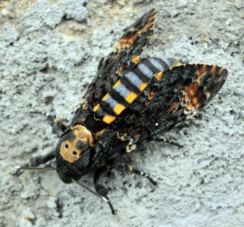 Sphingidae di Pogno