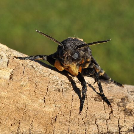 Un'' altra atropos - forse questo anno quinta