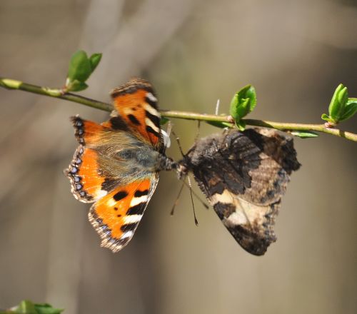 si possono baciare le farfalle?