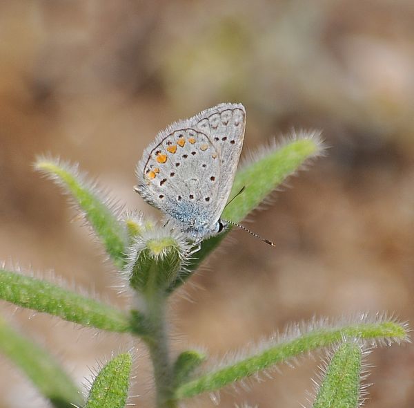 qui avrei bisogno un aiutino - cfr. Polyommatus amandus