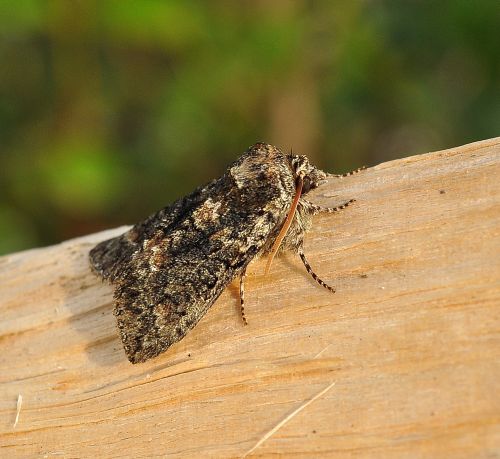 Questa non la so decifrare - Polyploca ridens, Drepanidae