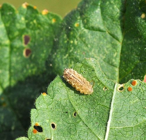 aiuto id larva di Syrphidae