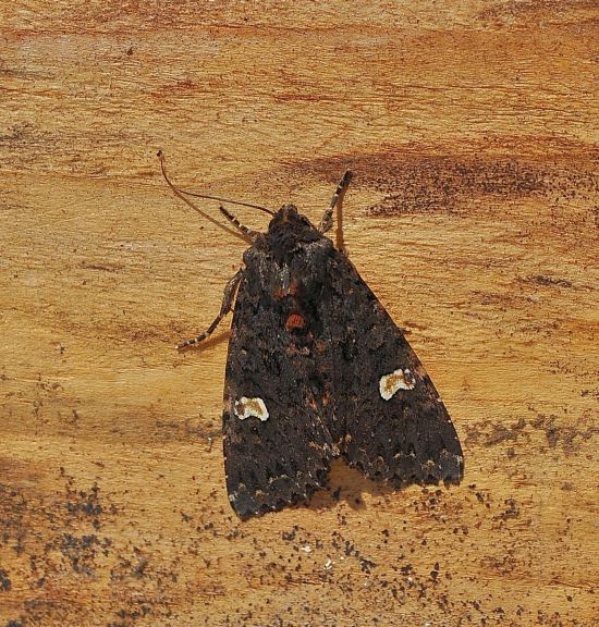 Melanchra persicariae