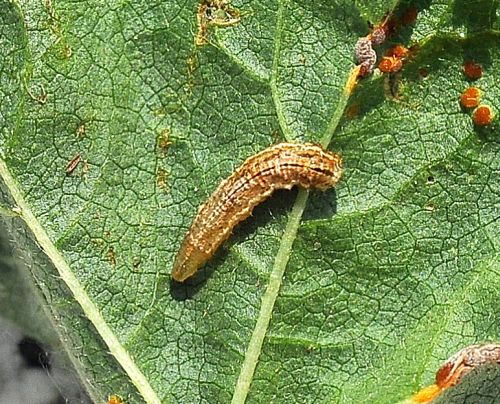 aiuto id larva di Syrphidae