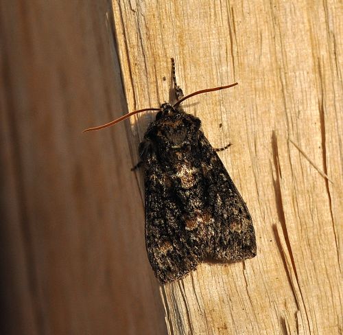 Questa non la so decifrare - Polyploca ridens, Drepanidae