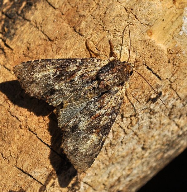 noctuide da id - Apamea crenata