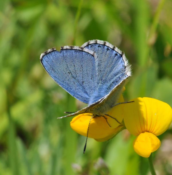 bellargus ? S