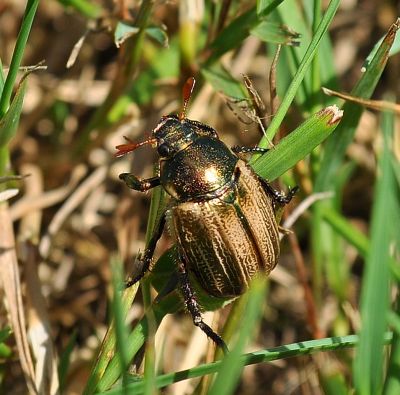 Mimela junii, Rutelidae