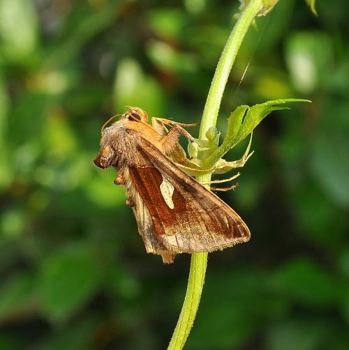 Due principesse, due interrogativi: Autographa bractea e Diachrysia cfr. stenochrysis