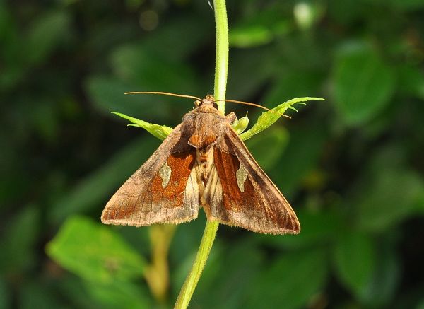 Due principesse, due interrogativi: Autographa bractea e Diachrysia cfr. stenochrysis