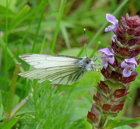 Pieris bryoniae ???