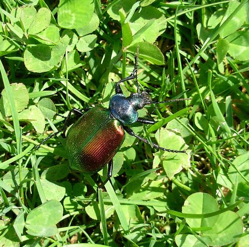 grande e bello: Calosoma sycophanta, femmina