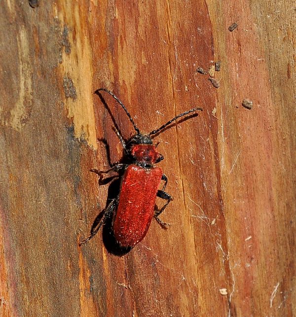 Pyrrhidium sanguineum, Cerambycidae