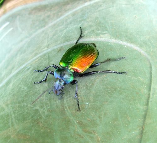 grande e bello: Calosoma sycophanta, femmina