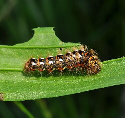 acronicta ???