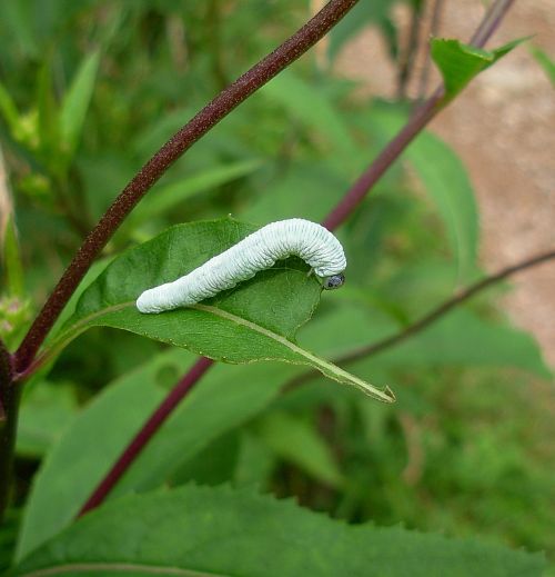 Bruco?? - Larva di Hymenoptera Symphyta