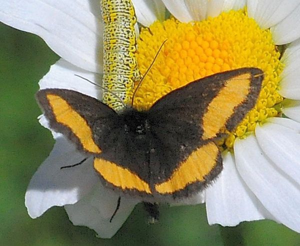 Psodos quadrifaria e Lycia sp.