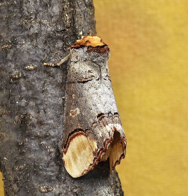 Phalera bucephala