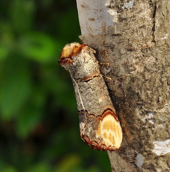 Phalera bucephala