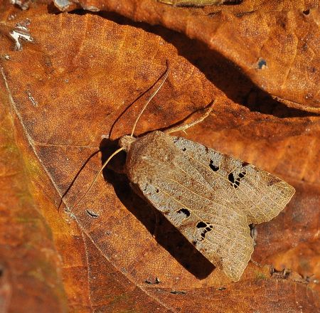 Conistra rubiginosa