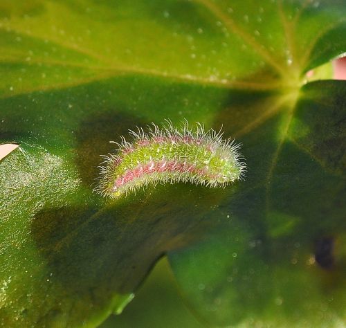 Cacyreus marshalli, Lycaenidae