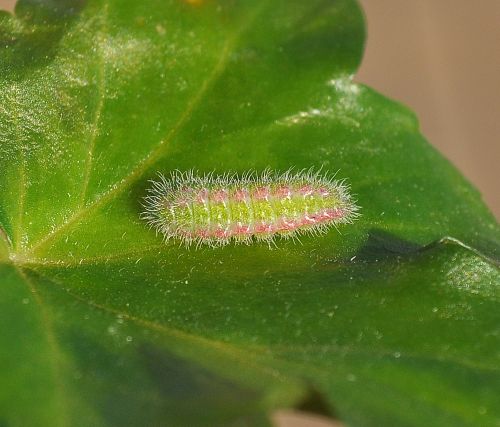 Cacyreus marshalli, Lycaenidae