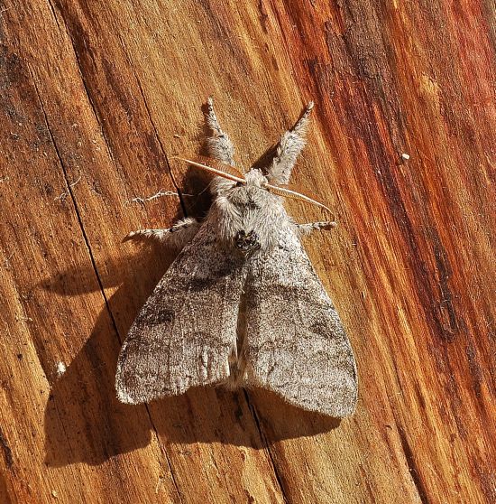 magro bottino - Calliteara pudibunda e Drymonia dodonaea