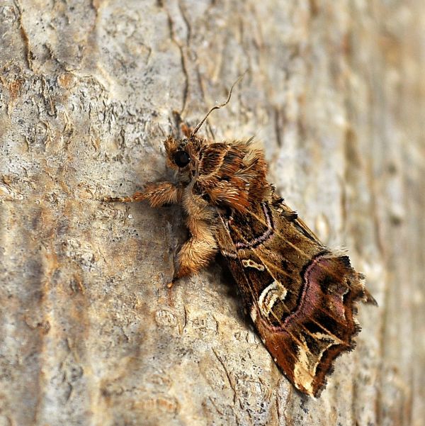 Callopistria juventina